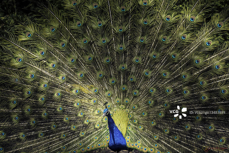 印度孔雀肖像图片素材