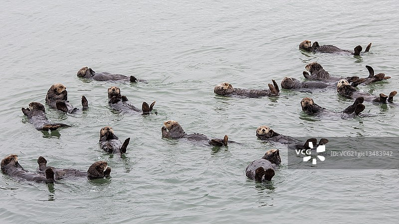 在美国加利福尼亚州水中漂浮的一群海獭图片素材