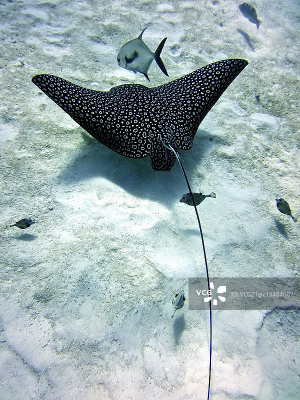 spotted eagle ray图片素材