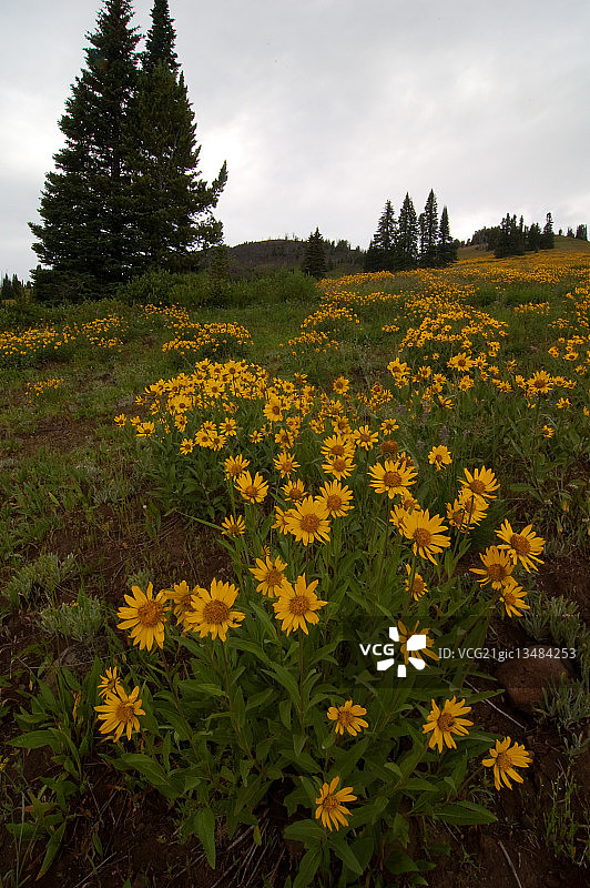 黄石公园的野花图片素材