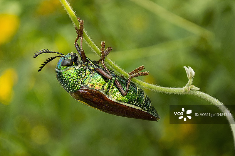 栖息在树枝上的吉丁虫，奥兰加巴德，马哈拉施特拉邦，印度图片素材