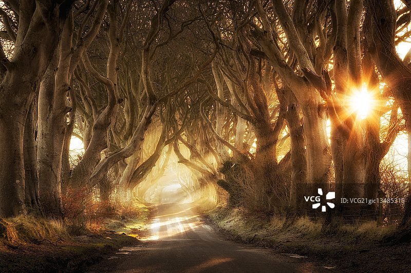 黑暗树篱图片素材