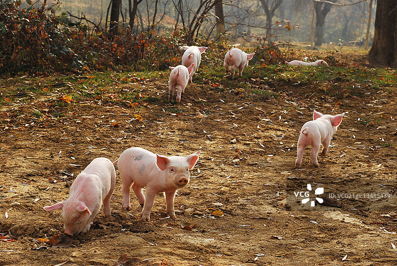 小猪图片素材