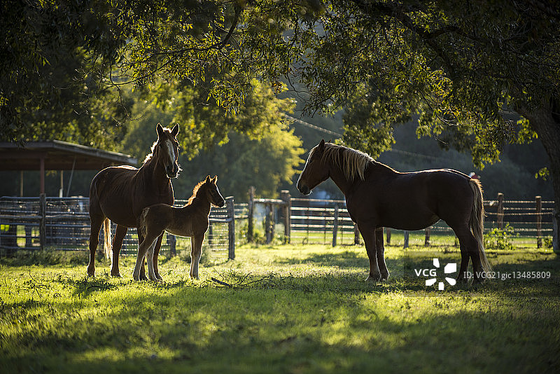美国德克萨斯州农场上的比利时马图片素材