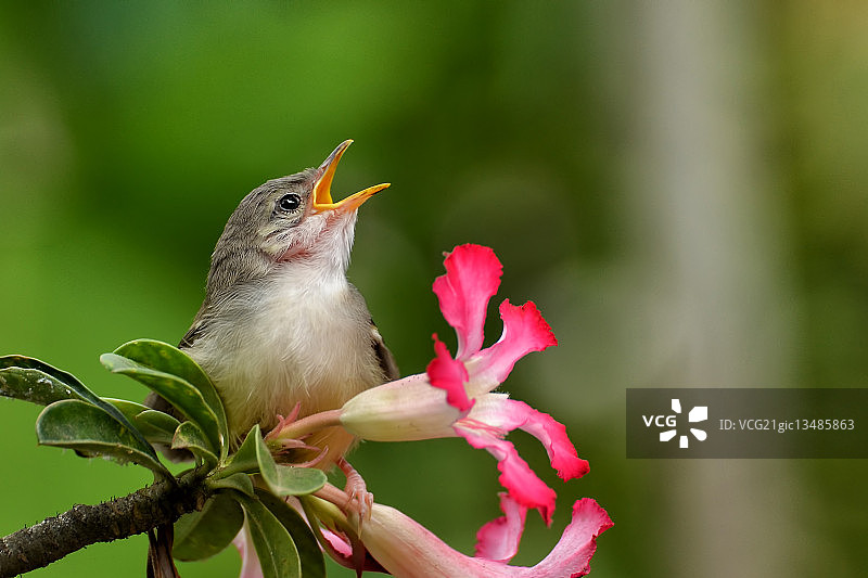 纹翅弯嘴鹛图片素材