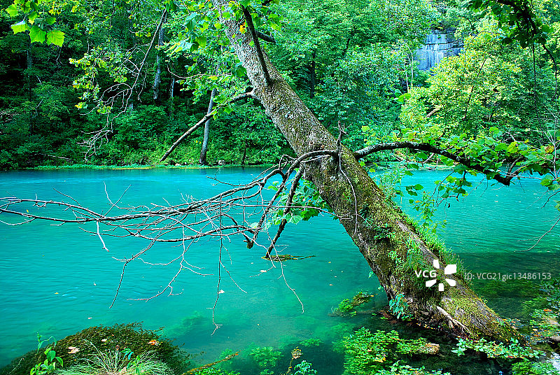 美国密苏里州大泉河中的树图片素材