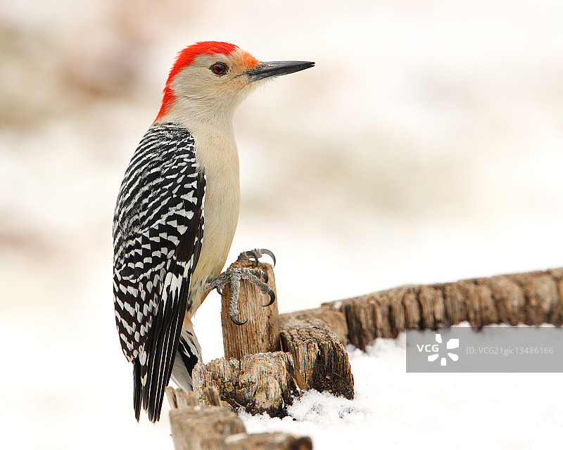 冬季的红腹啄木鸟，美国德克萨斯州图片素材