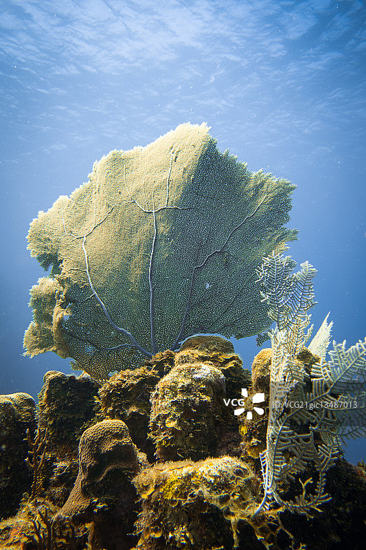 洪都拉斯的扇珊瑚图片素材