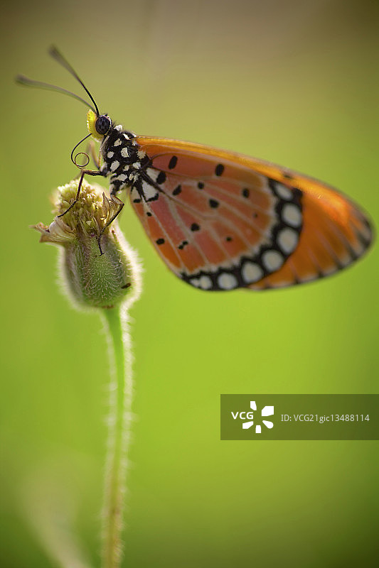 花朵上的日历与绢斑蝶图片素材