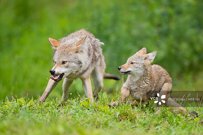 加拿大魁北克省欧米茄公园的灰狼与幼崽图片素材