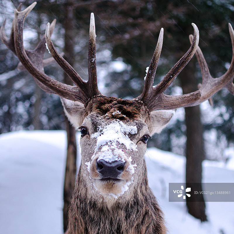 睿智的加拿大马鹿图片素材
