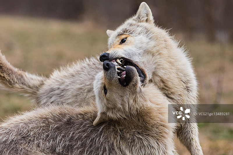 嬉戏的狼崽图片素材