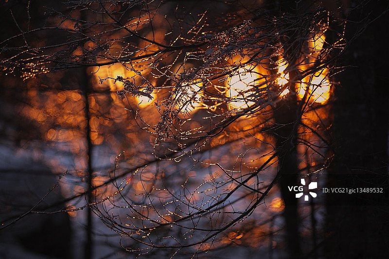 美国缅因州梅德福日落时分森林中的光秃树枝图片素材