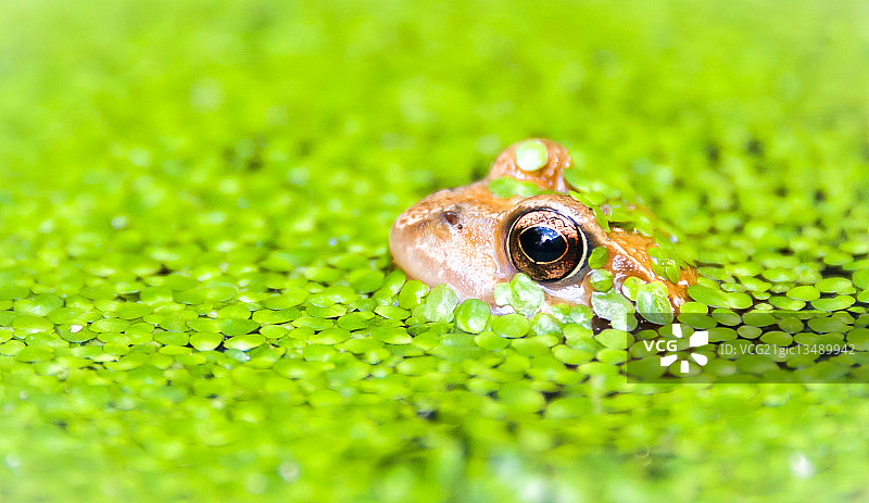 普通青蛙图片素材