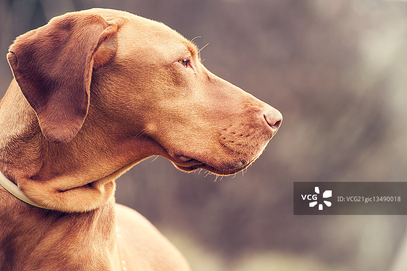 狗肖像图片素材