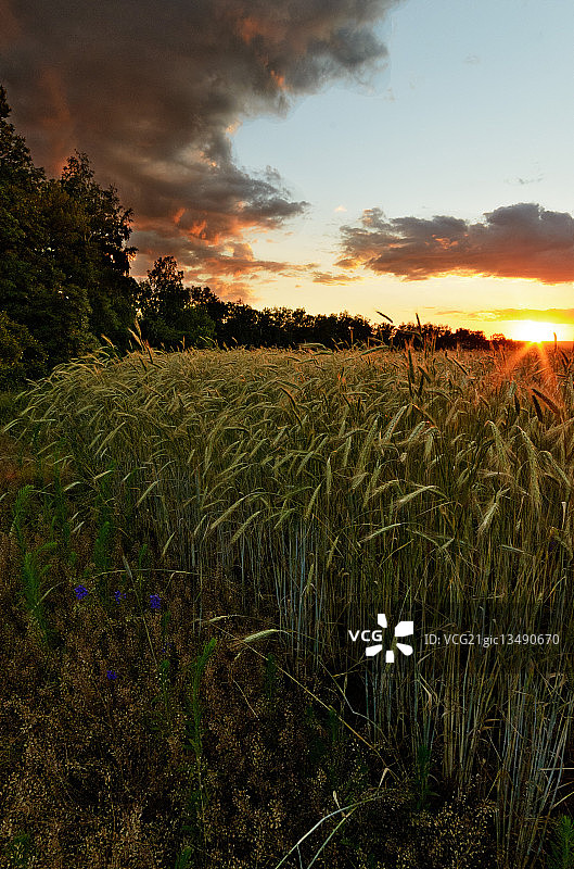 俄罗斯利佩茨克州日落麦田图片素材
