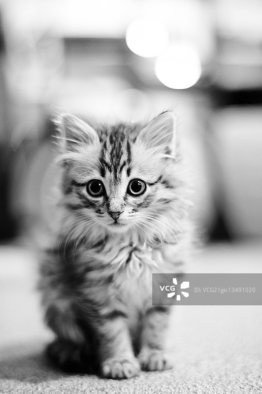 日本山口下关的小猫图片素材