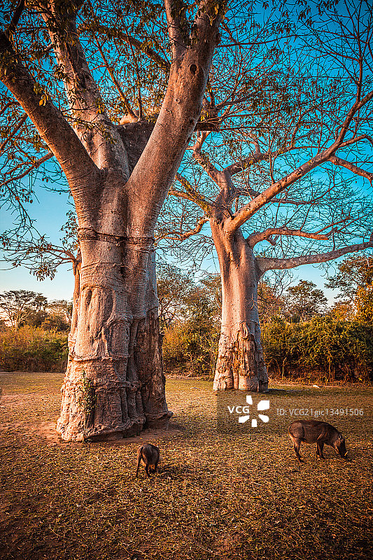 猴面包树和疣猪图片素材