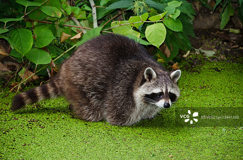 浣熊，Procyon lotor图片素材