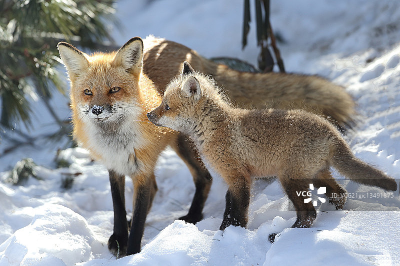 加拿大魁北克雪地中的狐狸图片素材