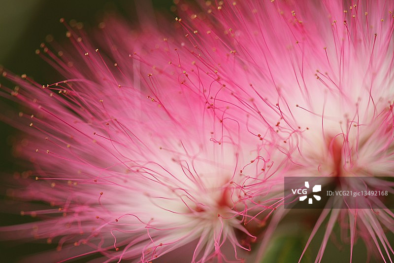 盛开的粉色合欢花图片素材