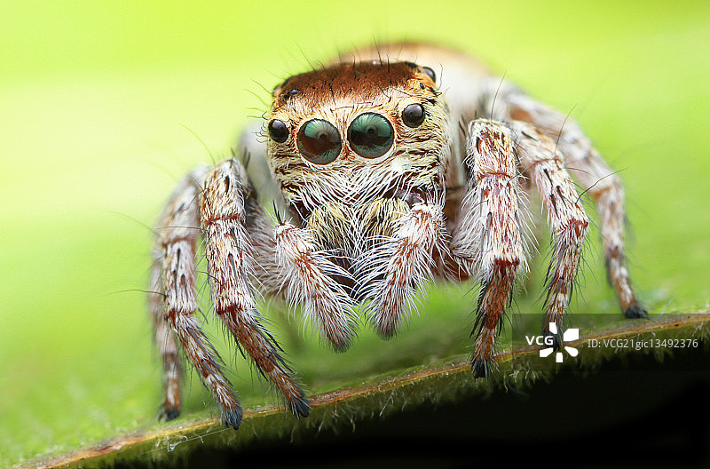 跳蛛的特写图片素材