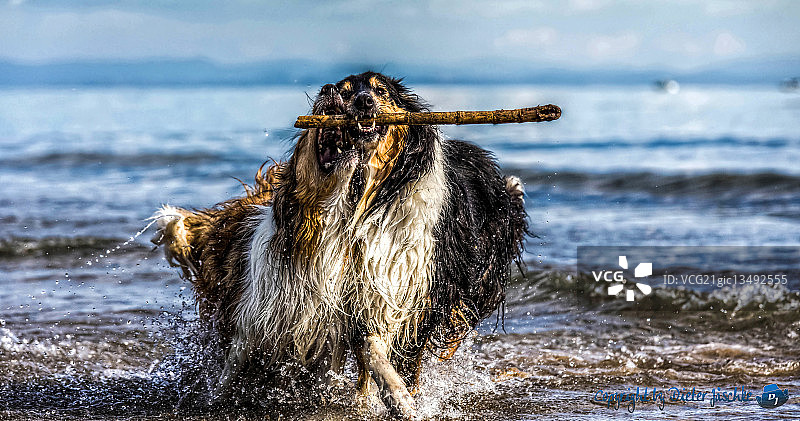 柯利犬图片素材