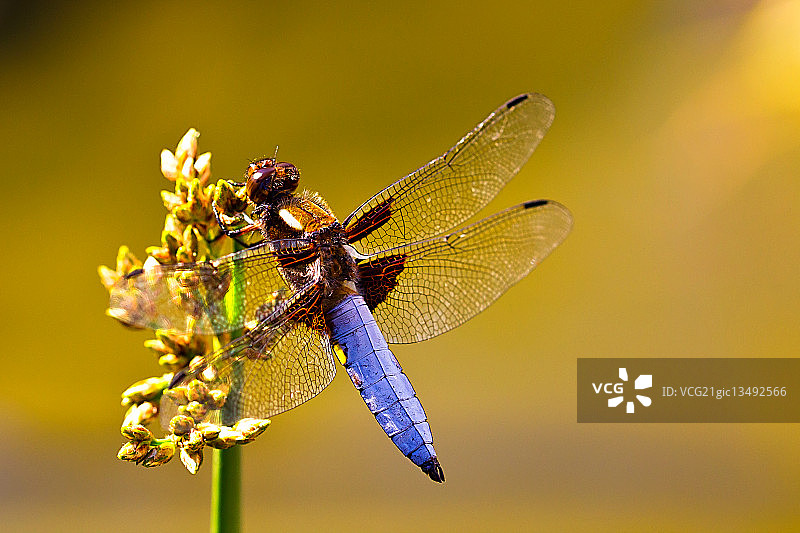 宽体蜻蜓停留在黄色花朵上，德国雷德尼茨亨巴赫图片素材