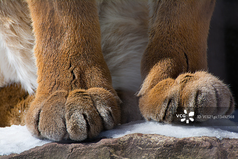 美洲狮爪子特写，美国纽约图片素材