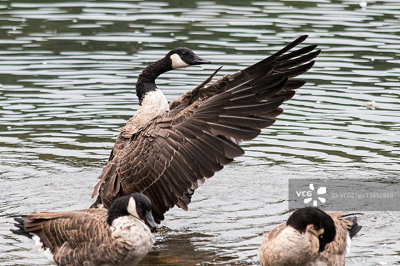 黑额黑雁图片素材