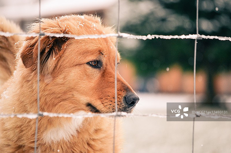 铁丝网后面的金毛寻回犬图片素材