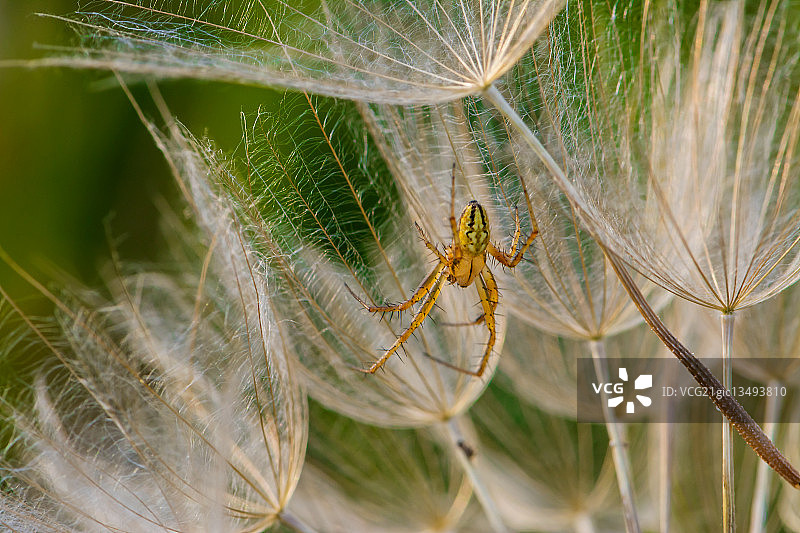 横纹金蛛与白色花朵 close up图片素材