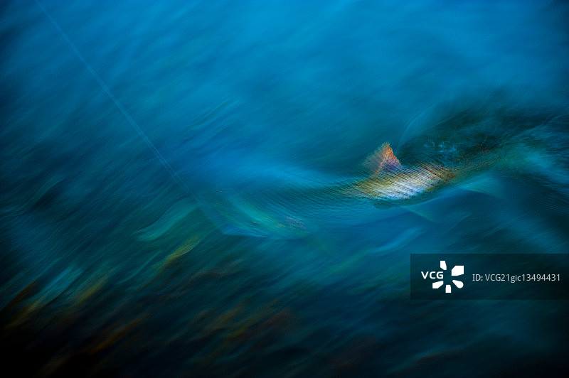 蓝色夜晚的鳟鱼图片素材