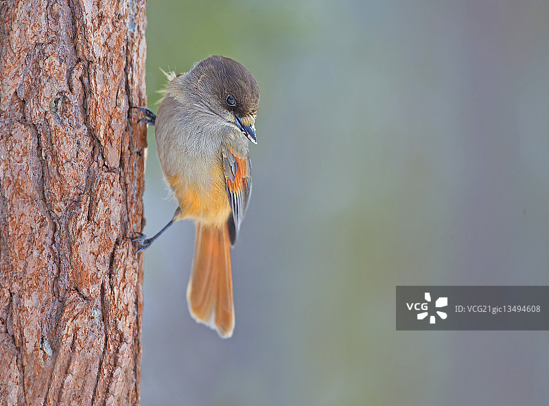 太平鸟图片素材