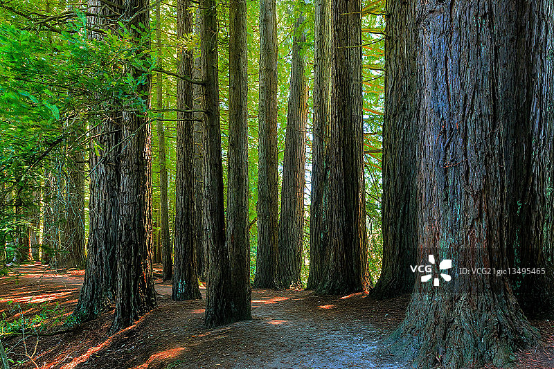 红杉林图片素材