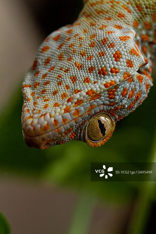 大壁虎图片素材