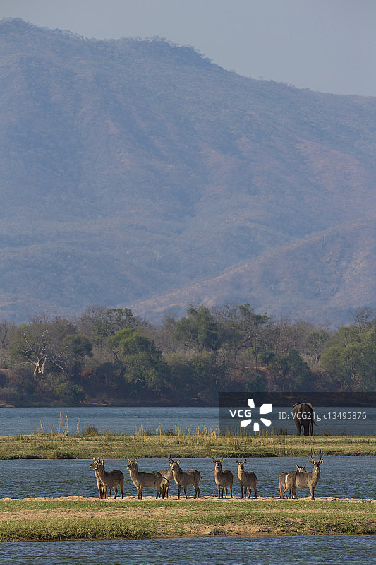 赞比西河上的水羚图片素材