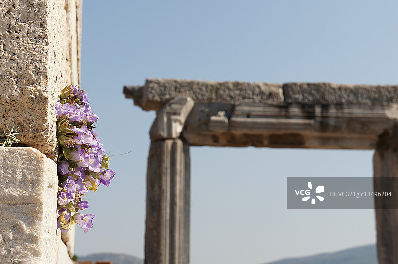 土耳其安塔基亚寺庙上生长的紫色花卉图片素材