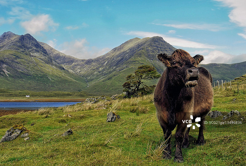 库林丘陵中的甜美低语图片素材