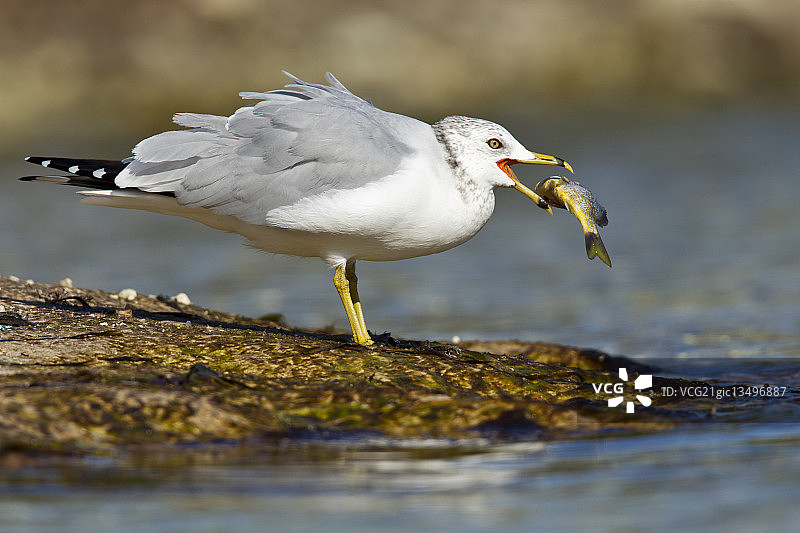 正在吃鱼的环嘴鸥图片素材