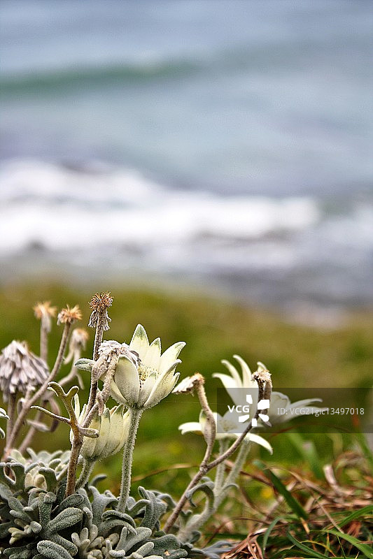 法兰绒花（Actinotus helianthi），位于澳大利亚新南威尔士州米妮沃特海岸图片素材