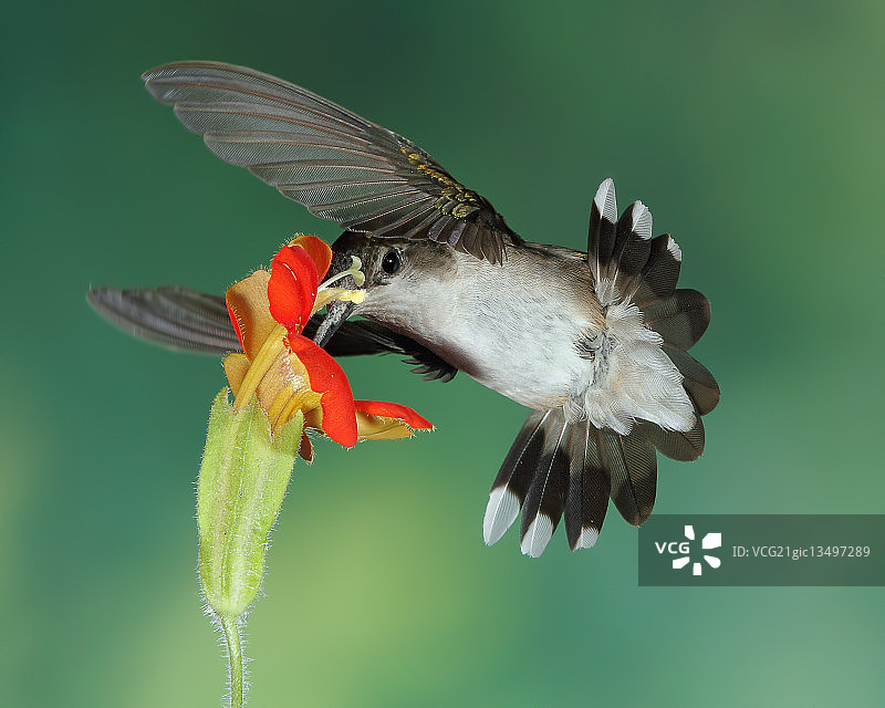 红喉蜂鸟在花上觅食图片素材