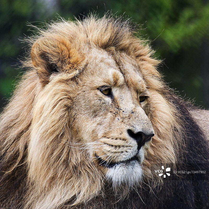 英国切斯特动物园的狮子特写图片素材