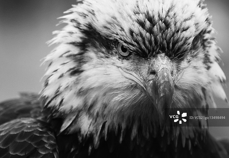 Pi之眼图片素材