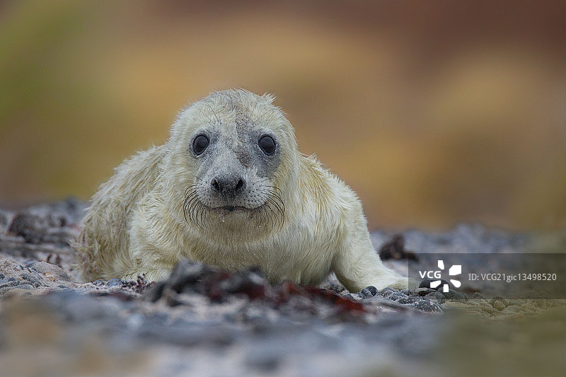 新生儿图片素材