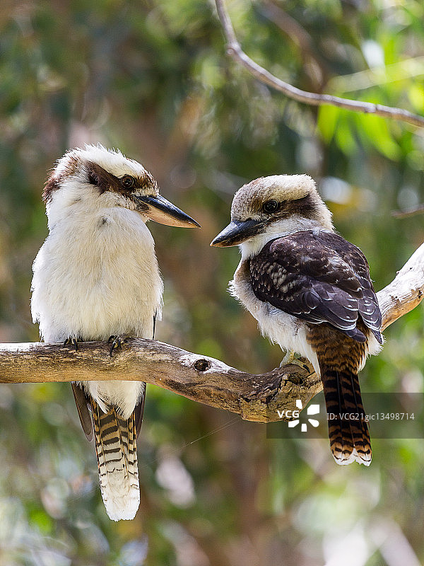 两只笑翠鸟图片素材
