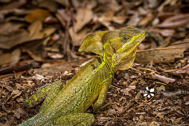 棕色蜥蜴图片素材