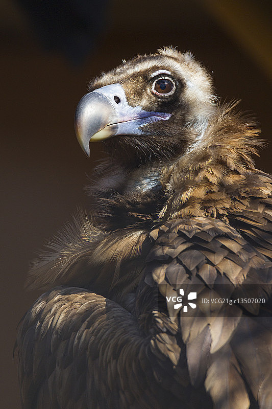 赫雷斯动物园的黑色秃鹫图片素材
