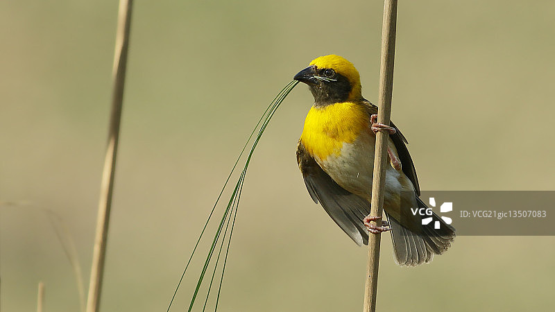 比耶鸟图片素材