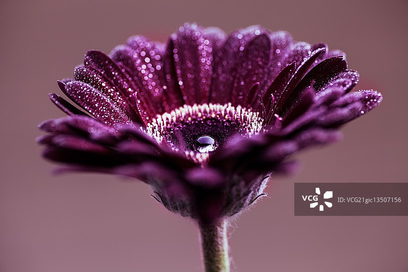 紫色雨图片素材
